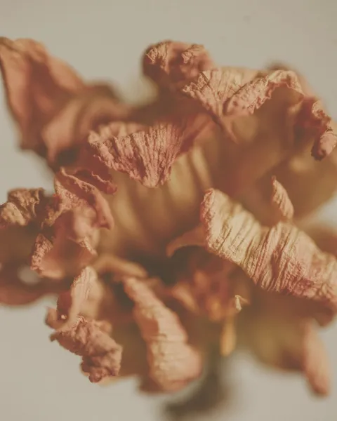 Flor seca de pétalos rizados en primer plano
